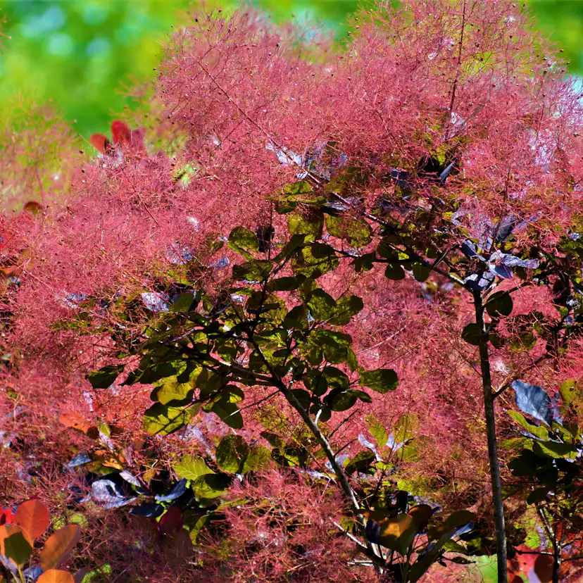 Perukbuske Omnia Garden Rödbladig Royal Purple