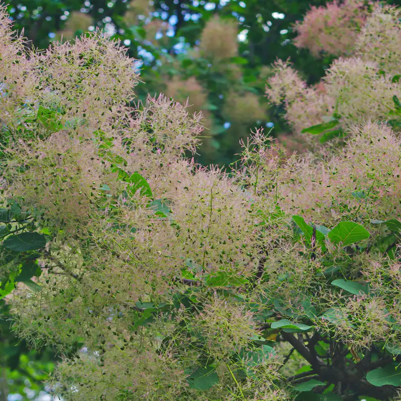 Perukbuske Omnia Garden Young Lady