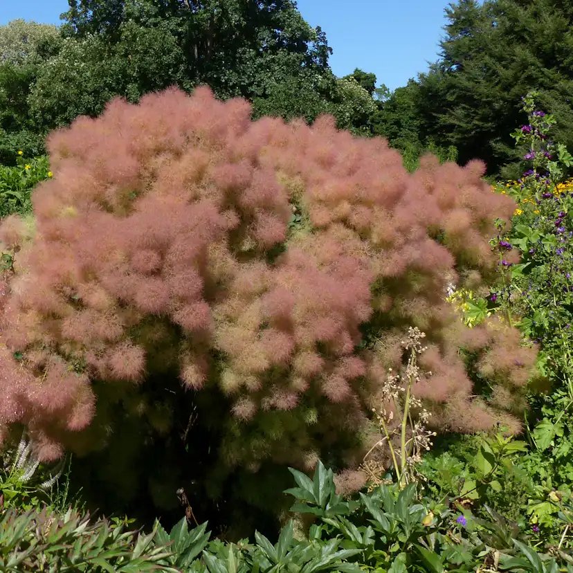 Perukbuske Omnia Garden Young Lady