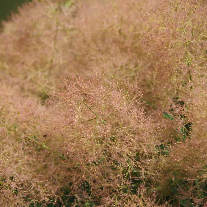 Perukbuske Omnia Garden Young Lady