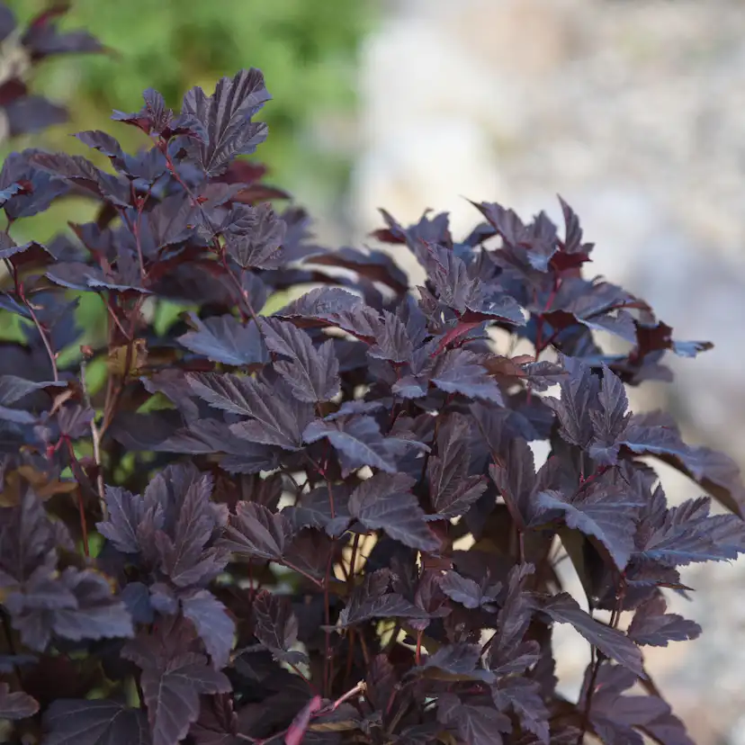 Prydnadsbuske Smällspirea Omnia Garden Amber Little Angel
