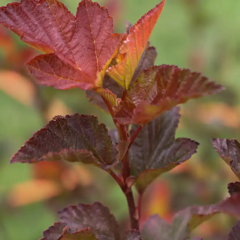 Prydnadsbuske Smällspirea Omnia Garden Amber Little Angel