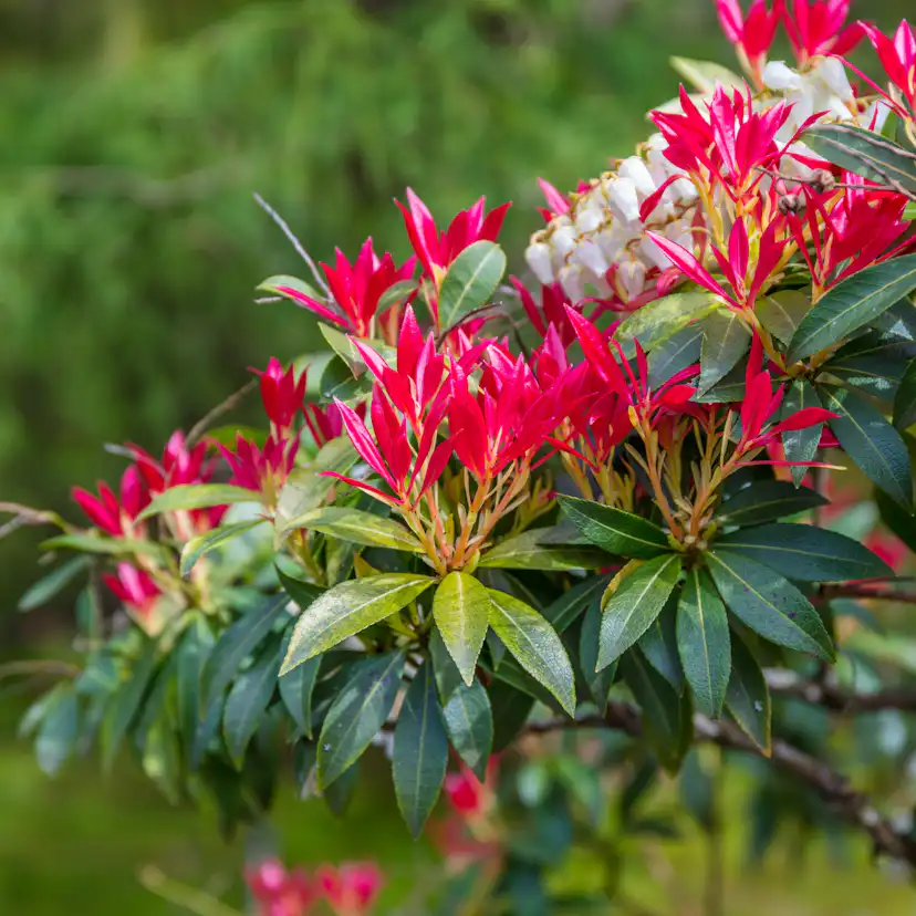 Prydnadsbuske Buskrosling Omnia Garden Eldröd Fores Flame
