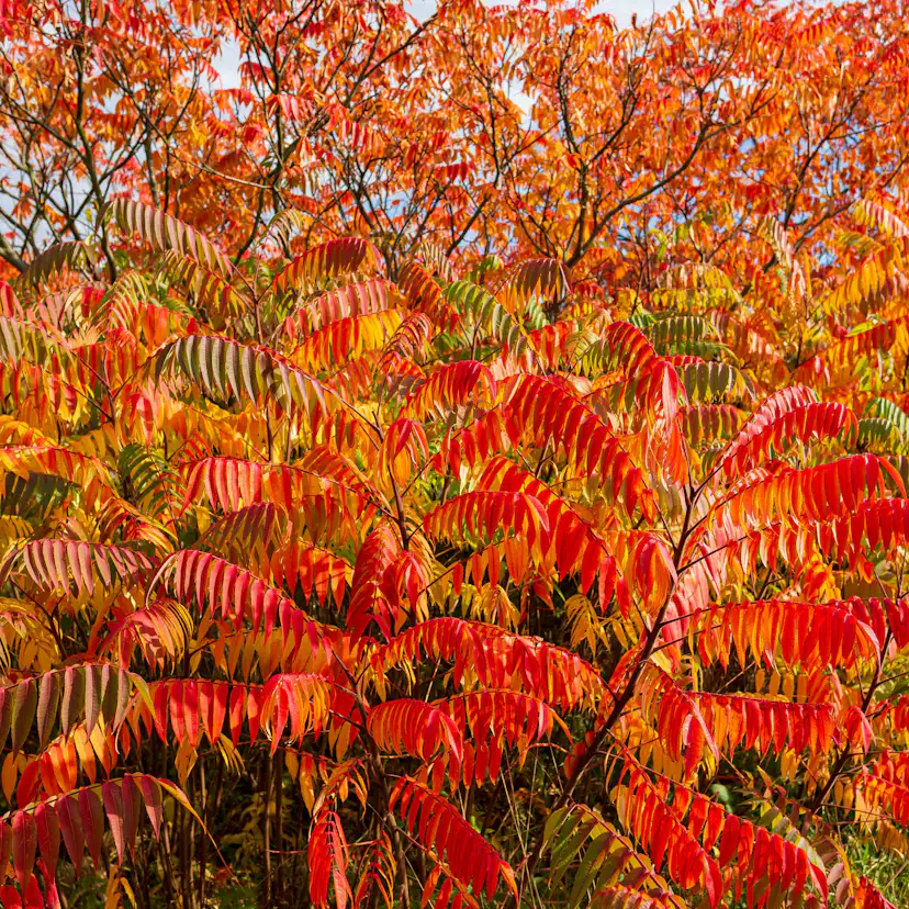 Prydnadsbuske Omnia Garden Rönnsumak