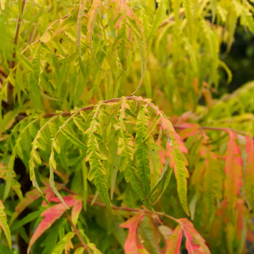 Prydnadsbuske Omnia Garden Rönnsumak Tiger Eyes