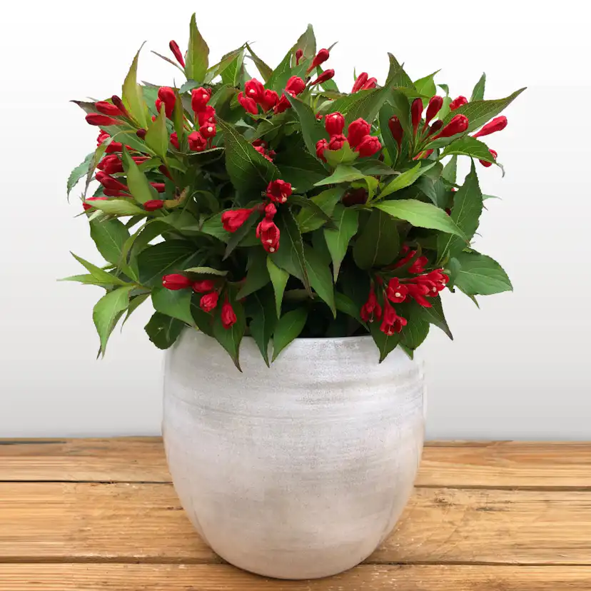 Prydnadsbuske Rosenprakttry Omnia Garden All Summer Röd