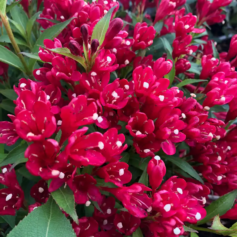 Prydnadsbuske Rosenprakttry Omnia Garden All Summer Röd