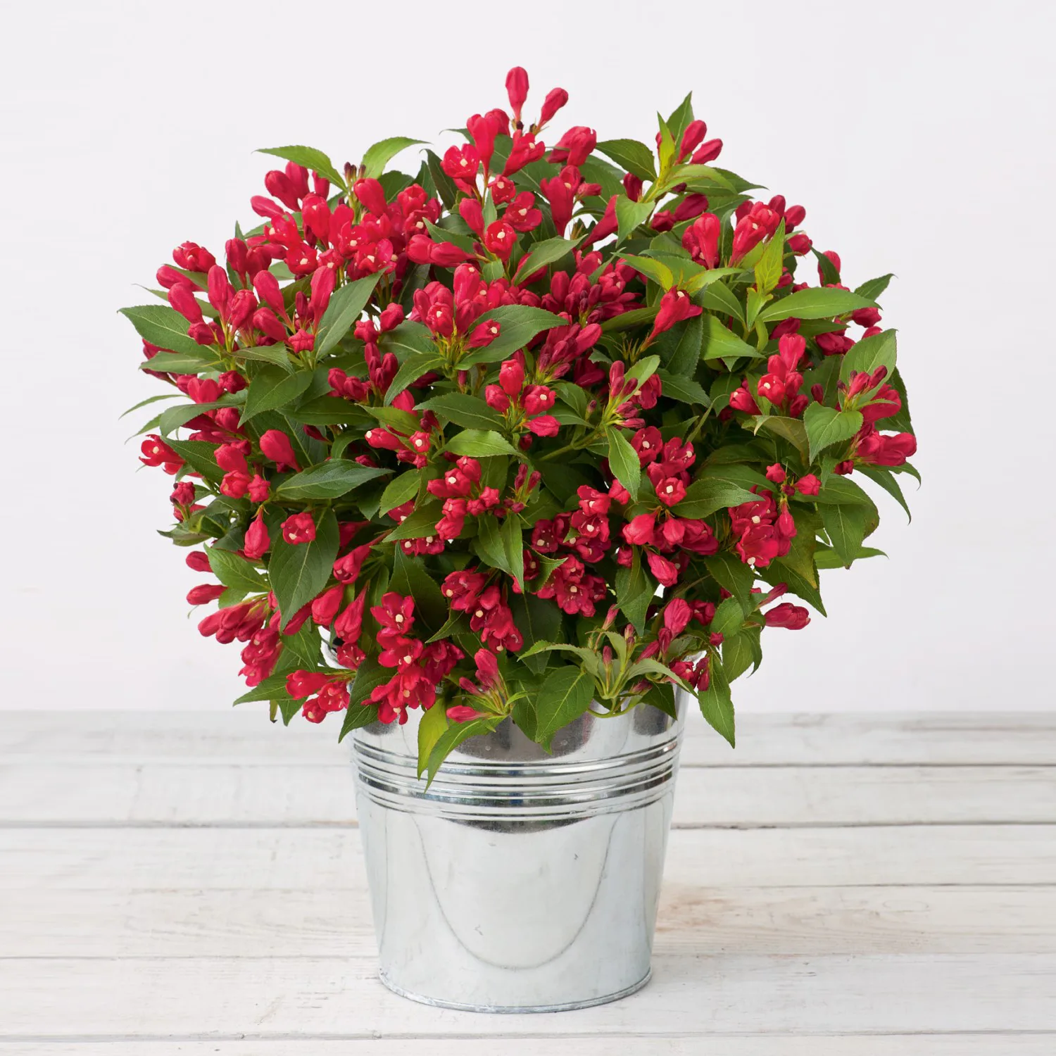 Prydnadsbuske Rosenprakttry Omnia Garden All Summer Röd