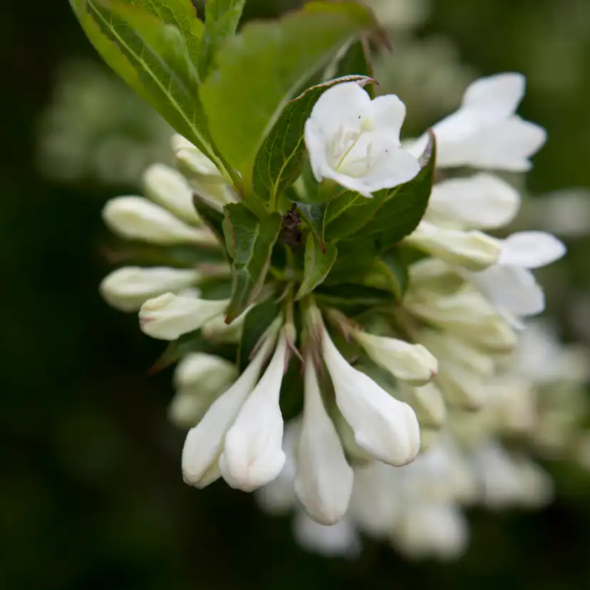 Prydnadsbuske Trädgårdsprakttry Omnia Garden Vit