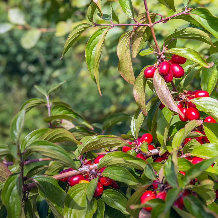 Prydnadsbuske Omnia Garden Körsbärskornell