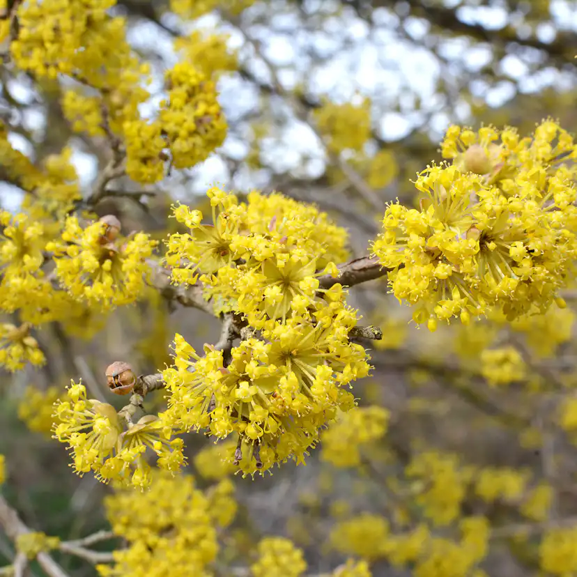 Prydnadsbuske Omnia Garden Körsbärskornell
