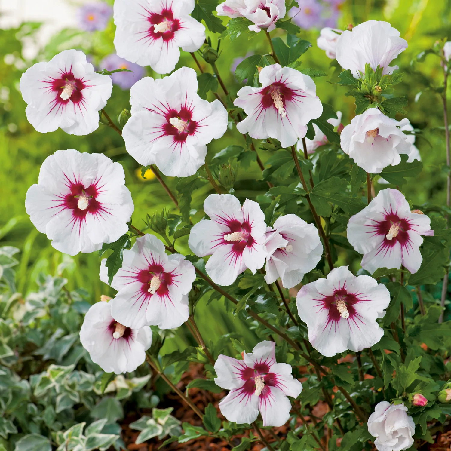 Prydnadsbuske Hibiskus Omnia Garden Friland Vit/Röd