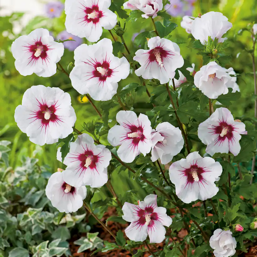 Prydnadsbuske Hibiskus Omnia Garden Friland Vit/Röd