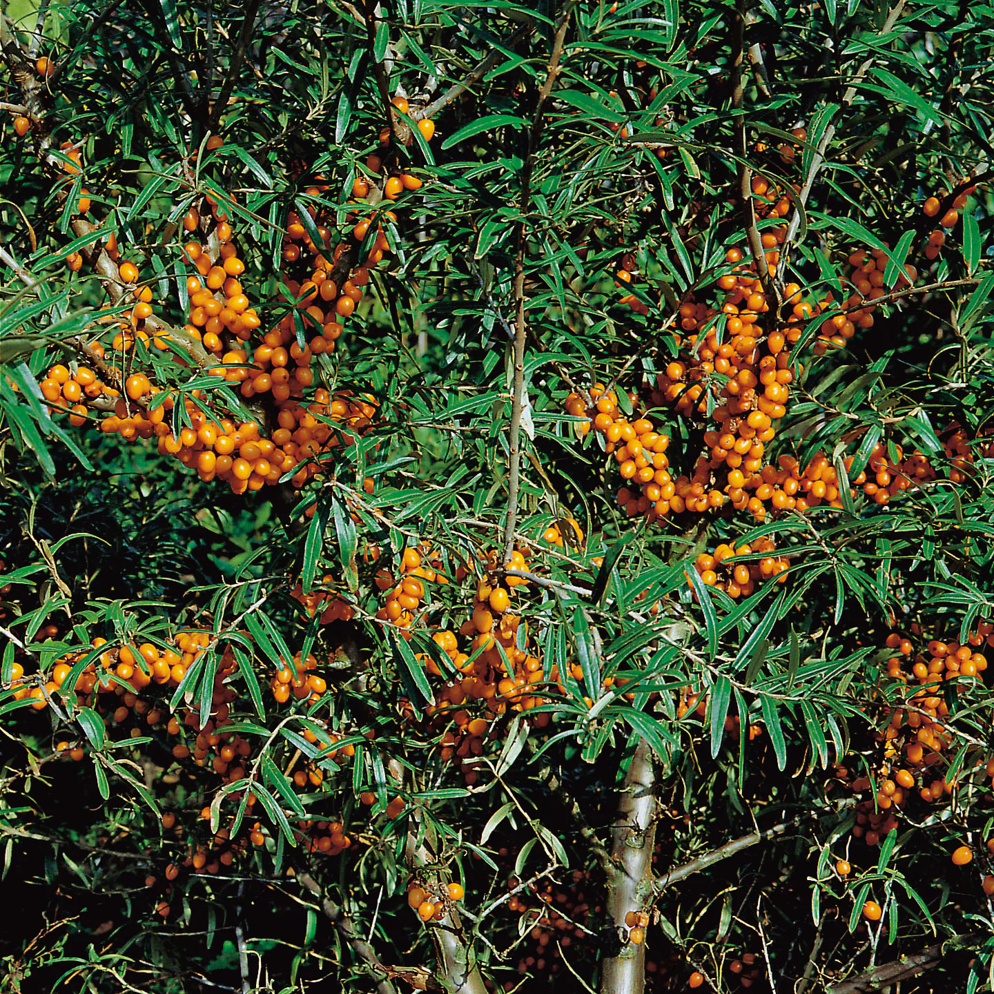 Buske Havtorn Omnia Garden Trädgårdens vitaminförråd