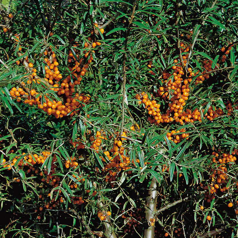 Buske Havtorn Omnia Garden Trädgårdens vitaminförråd