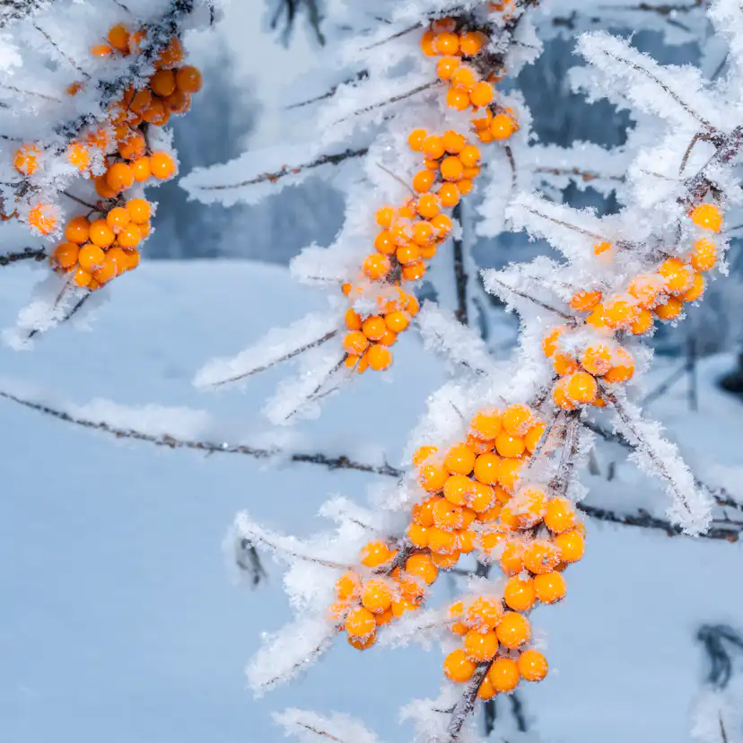 Buske Havtorn Omnia Garden Trädgårdens vitaminförråd