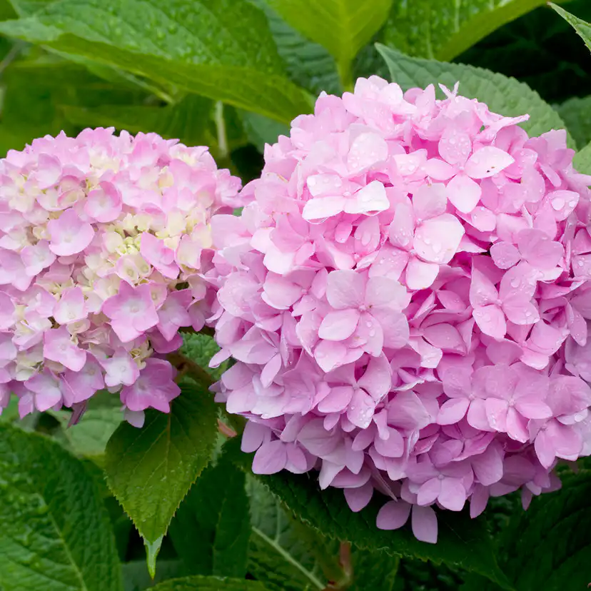 Prydnadsbuske Omnia Garden Hortensia Endless Summer