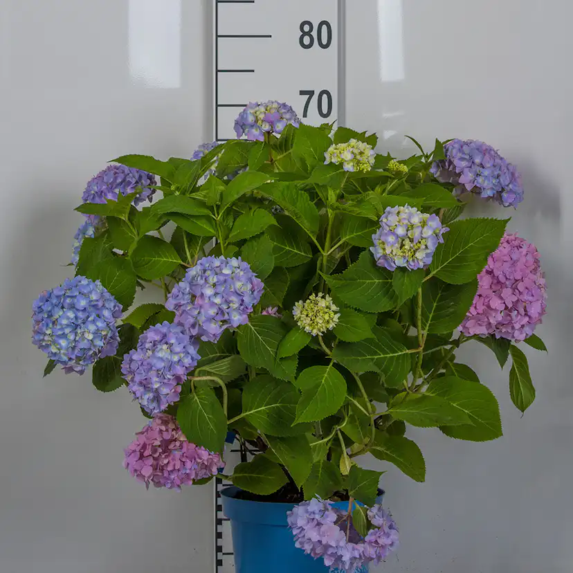 Prydnadsbuske Omnia Garden Hortensia Endless Summer