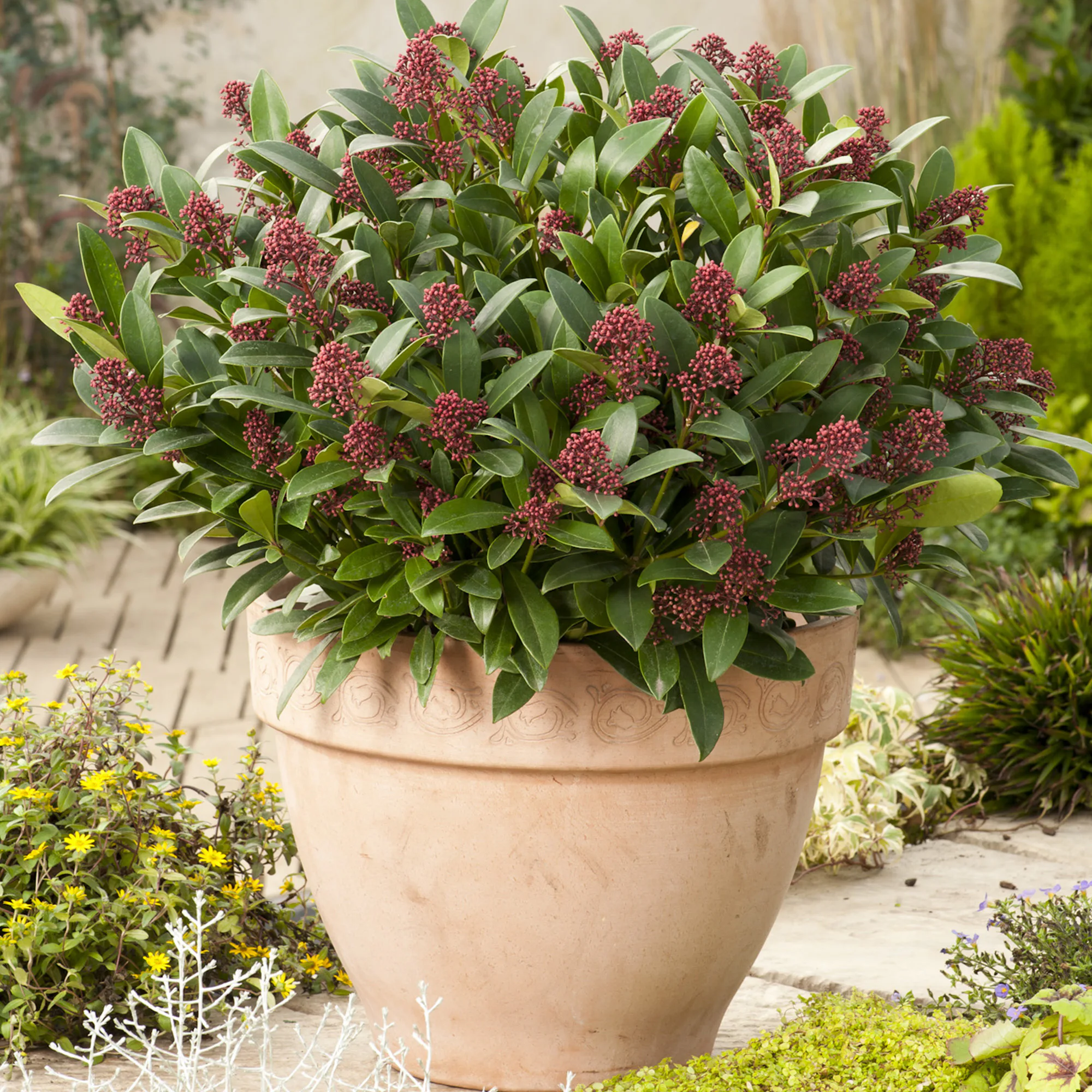 Prydnadsbuske Omnia Garden Vinterbär