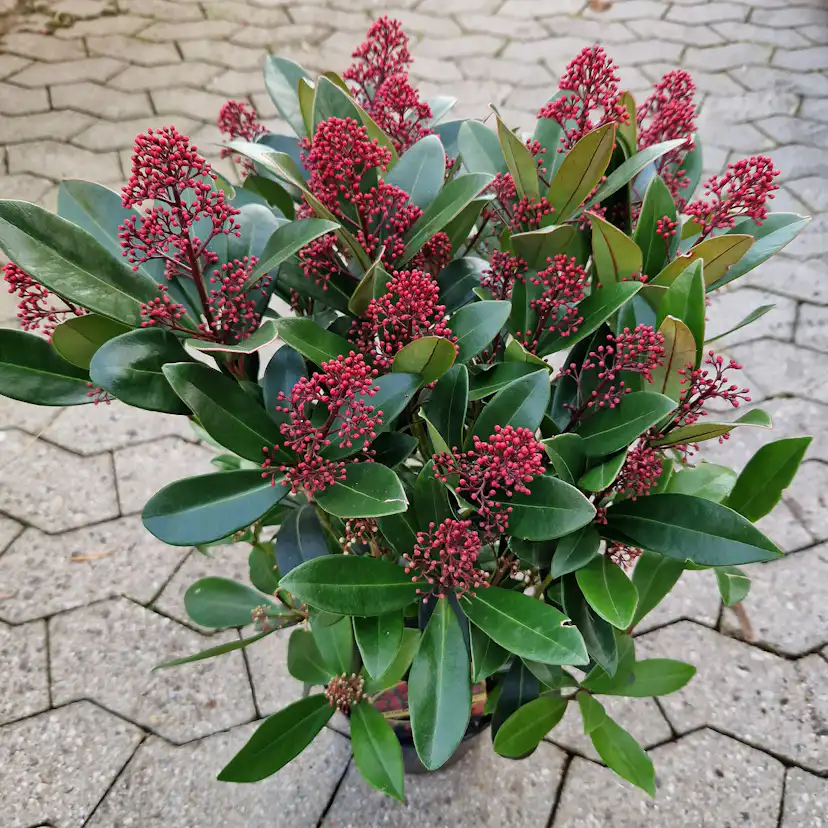 Prydnadsbuske Omnia Garden Vinterbär