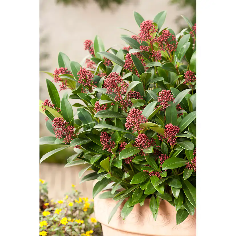 Prydnadsbuske Omnia Garden Vinterbär