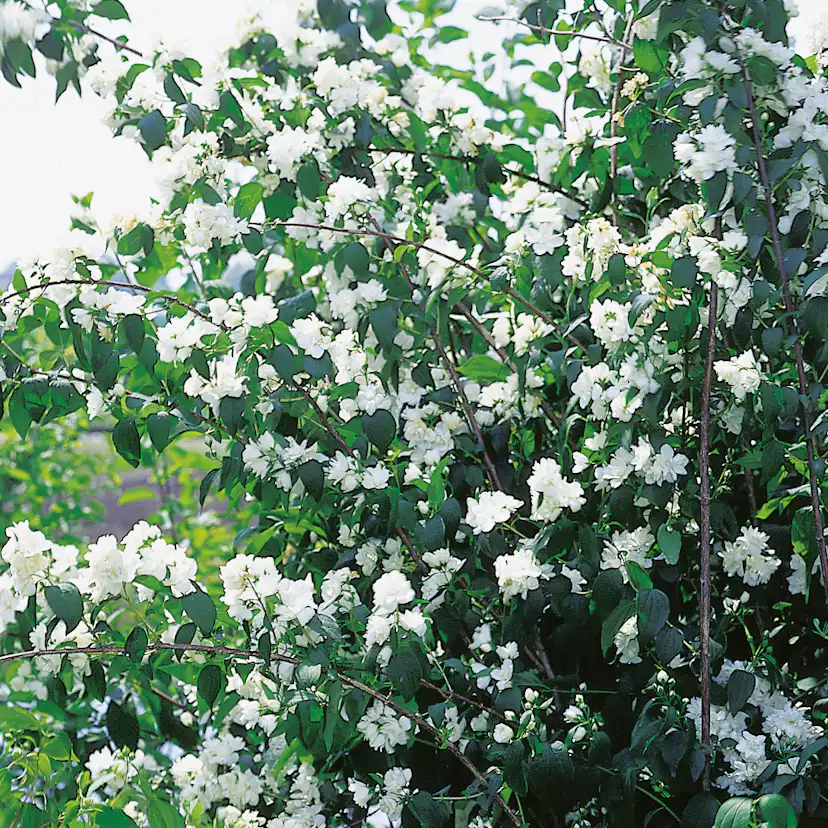 Prydnadsbuske Kameliaschersmin Omnia Garden Philadelphus 'Virginal', sol