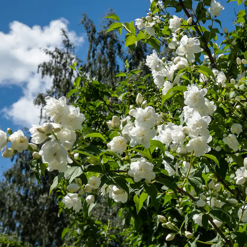Prydnadsbuske Kameliaschersmin Omnia Garden Philadelphus 'Virginal', sol