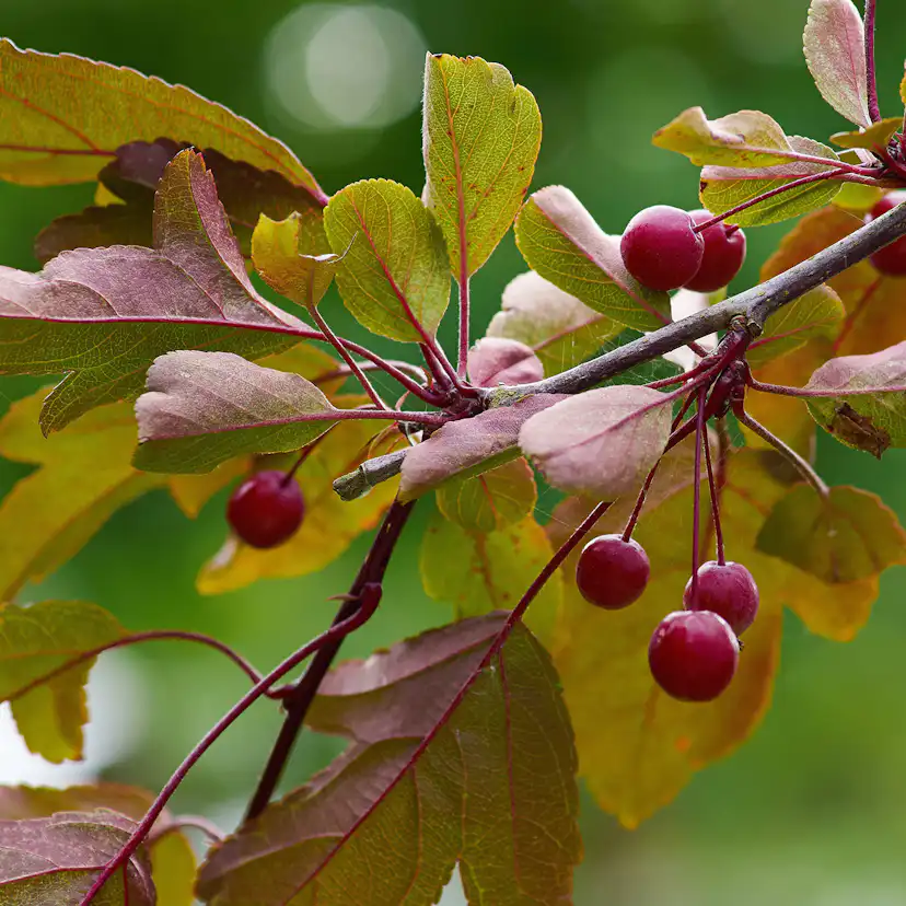Prydnadsträd Omnia Garden Rönnbärsapel