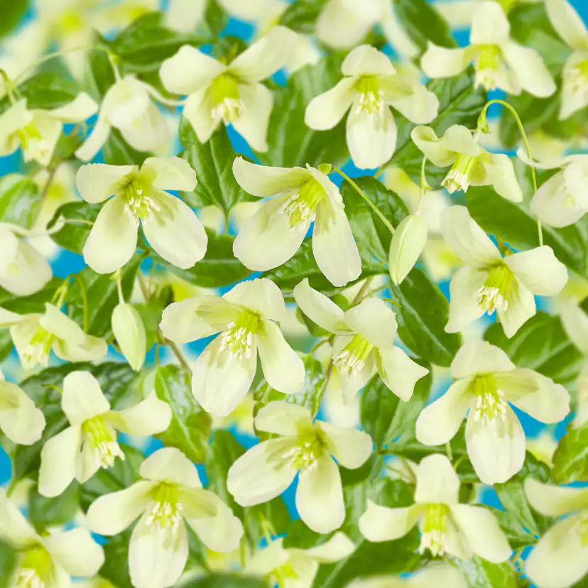 Klätterväxt Vintergrön Klematis Omnia Garden Wisley Cream 40-60 cm