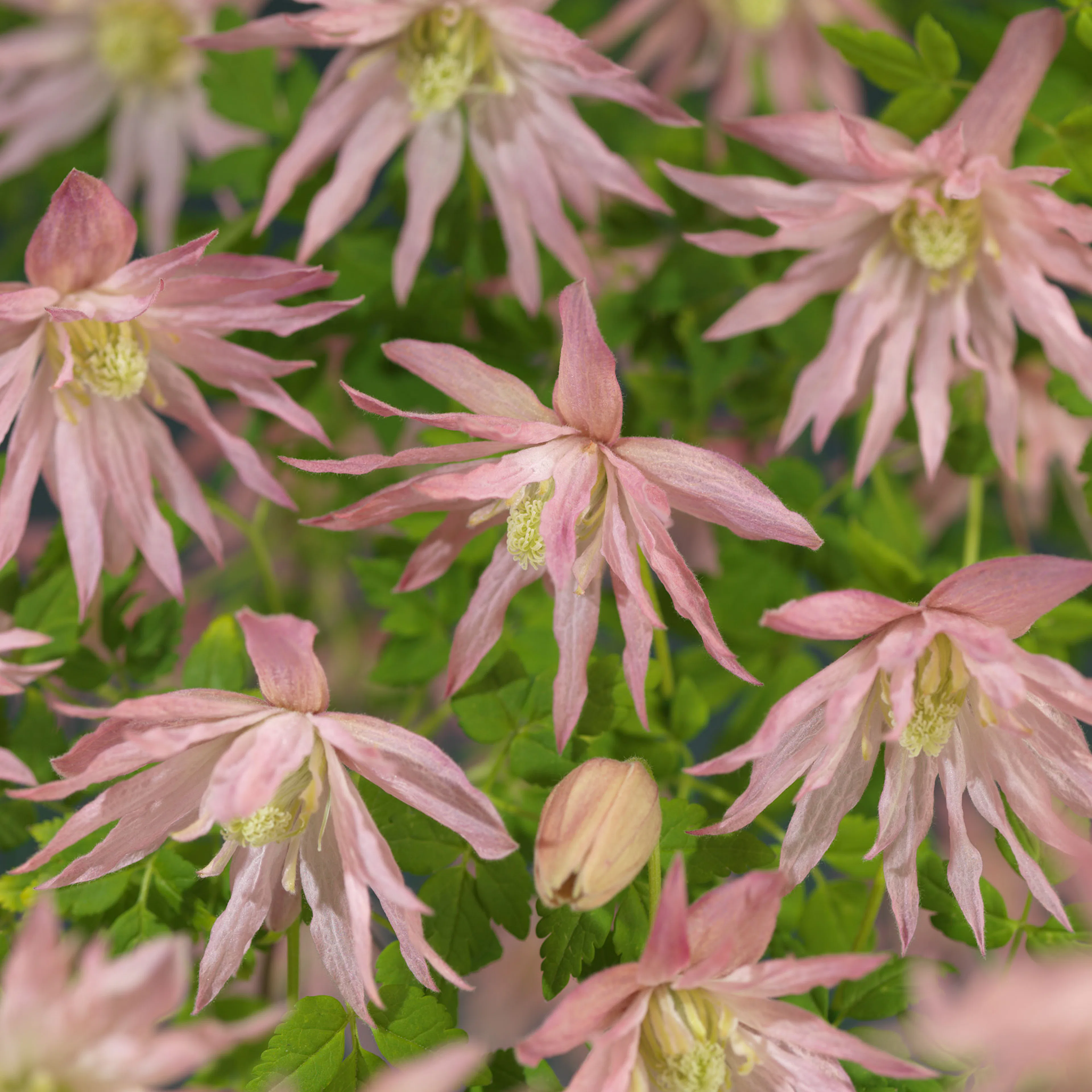 Klätterväxt Klematis Omnia Garden Country Rose 40-60 cm