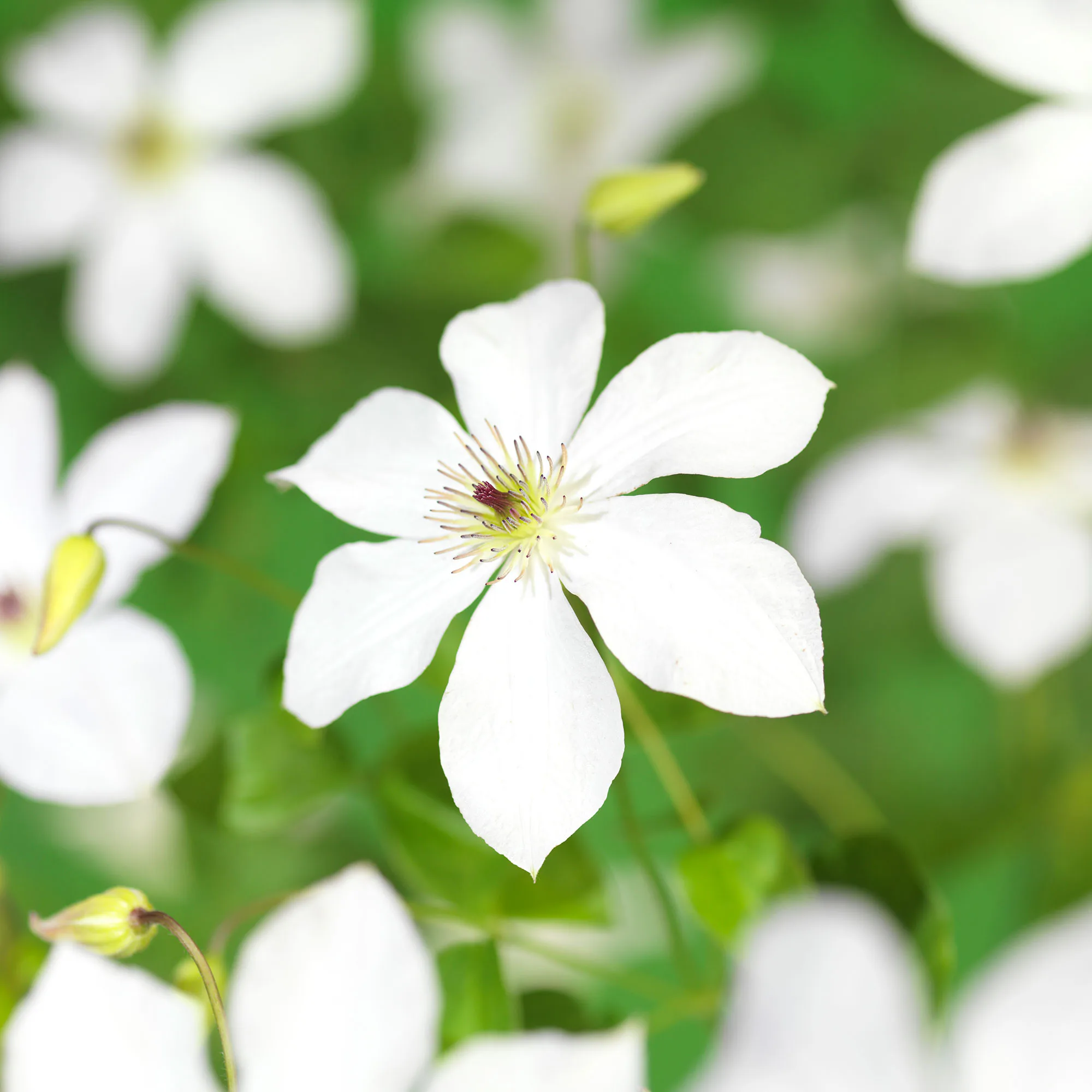 Klätterväxt Sen Storblommig Klematis Omnia Garden Forever Friends 40-60 cm