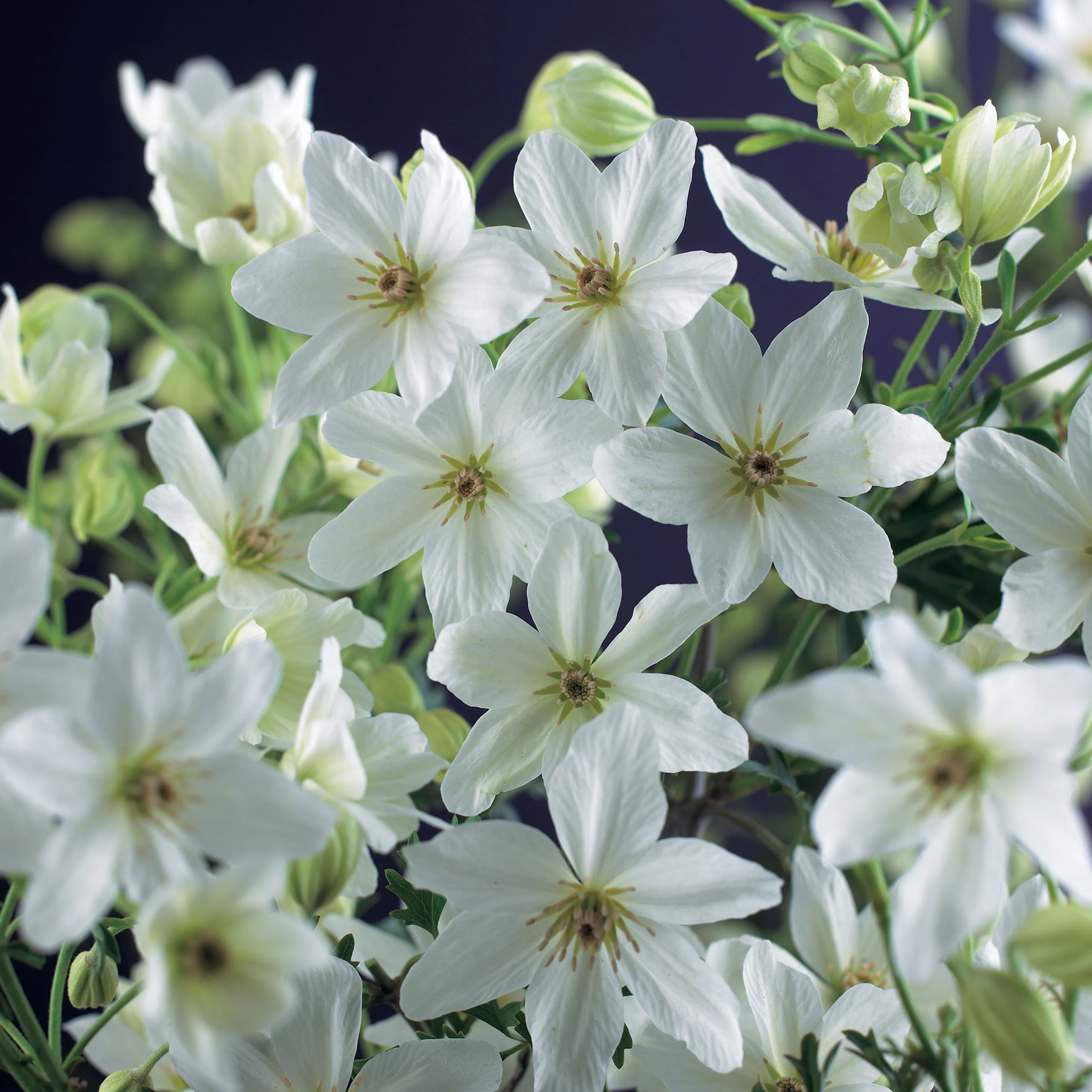 Klätterväxt Storblommig Klematis Omnia Garden Joe 40-60 cm