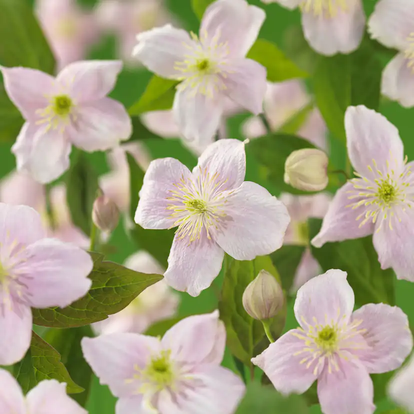 Klätterväxt Bergsklematis Omnia Garden Mayleen 40-60 cm