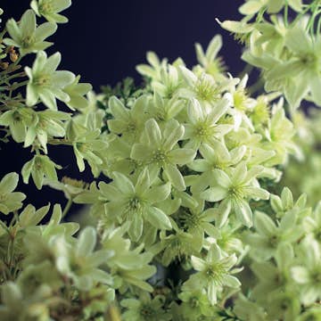 Klätterväxt Klematis Omnia Garden Pixie 40-60 cm
