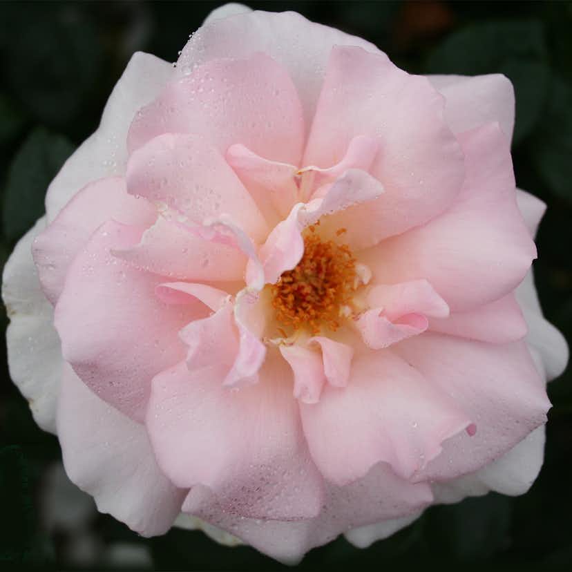 virke från rosväxt virke från rosväxt