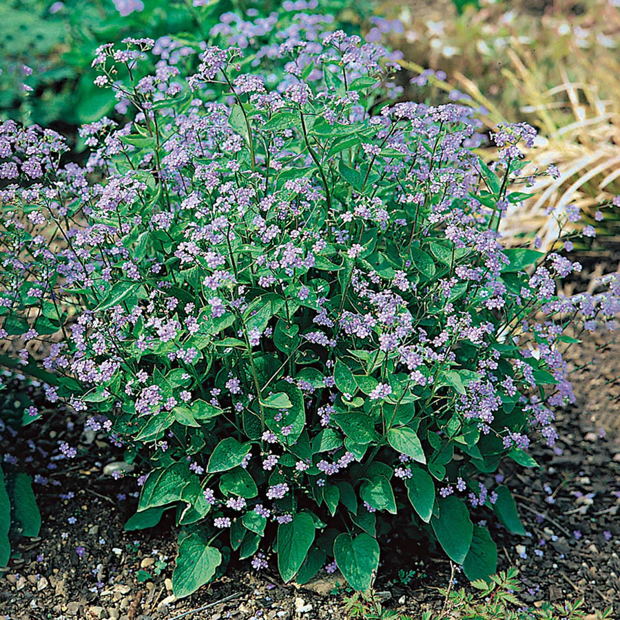 Planta Omnia Garden Kaukasisk Förgätmigej