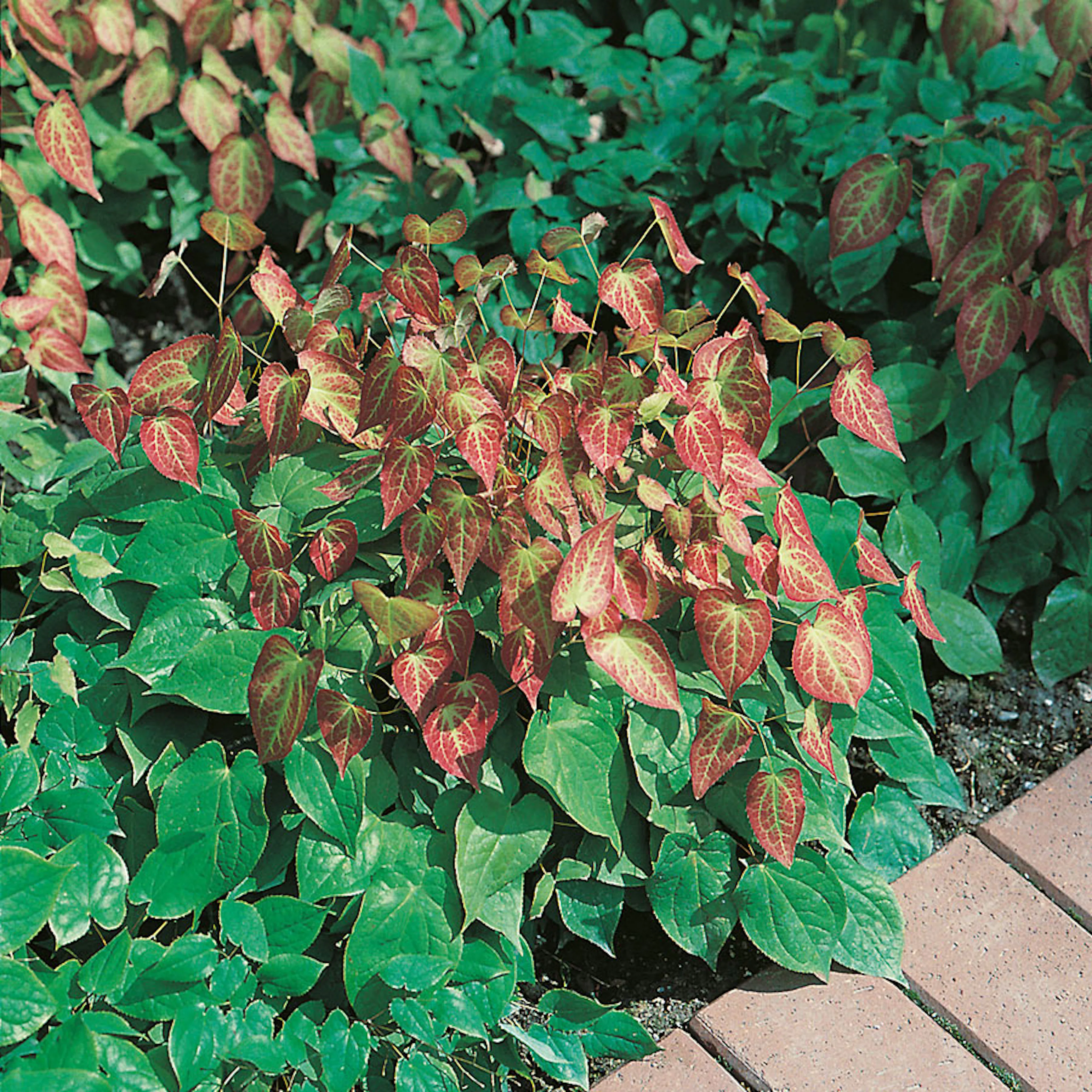 Planta Omnia Garden Röd Sockblomma