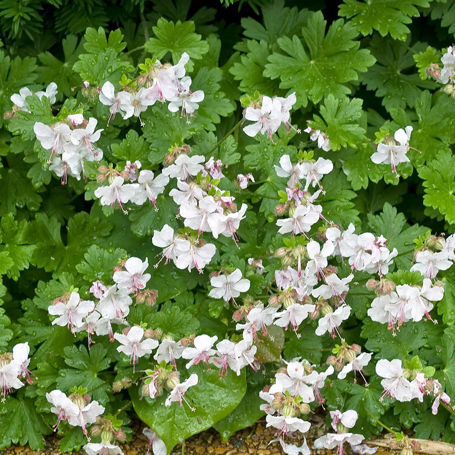 Planta Omnia Garden Liten Flocknäva Biokovo