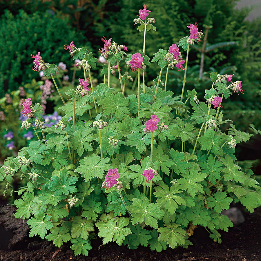 Planta Omnia Garden Flocknäva