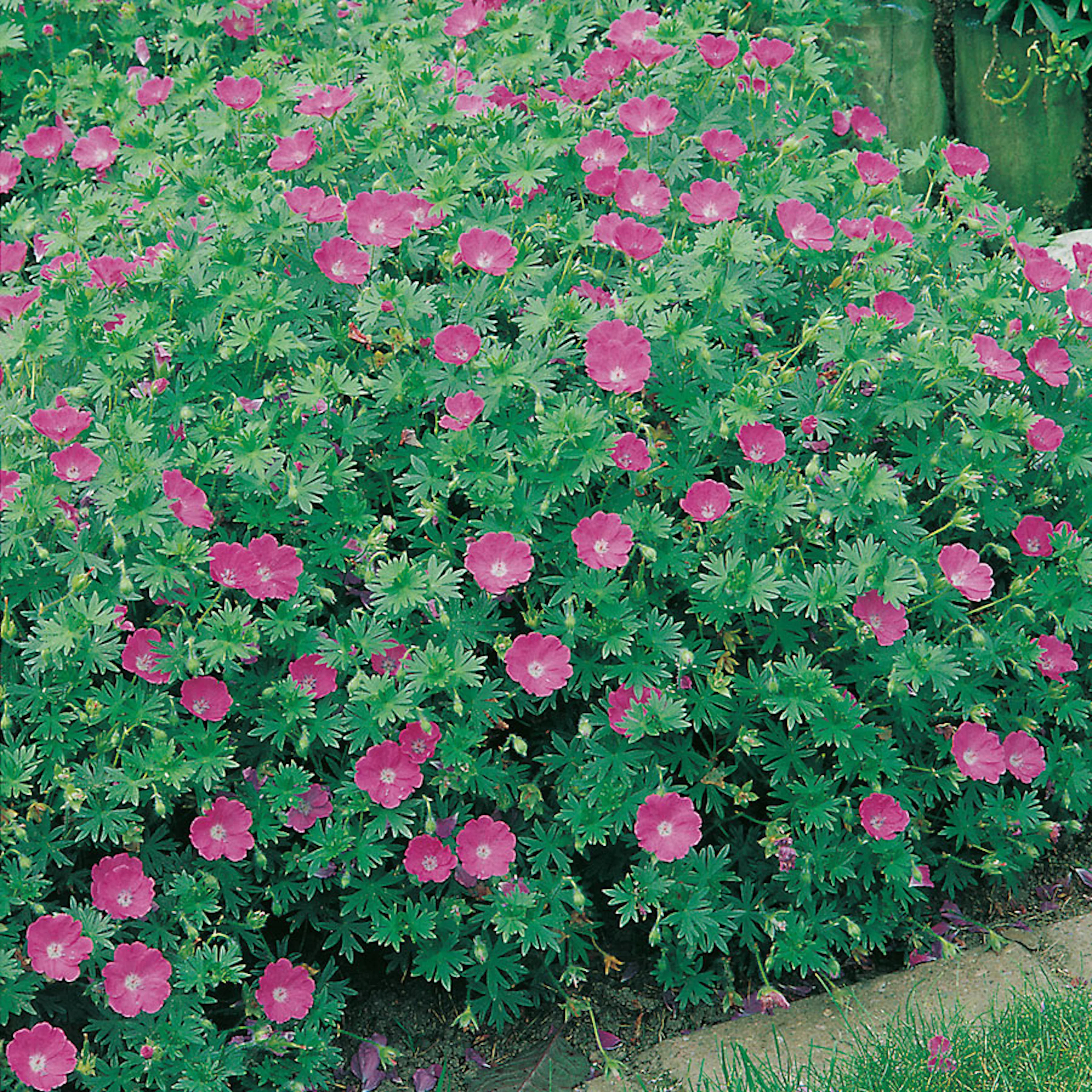 Planta Omnia Garden Blodnäva