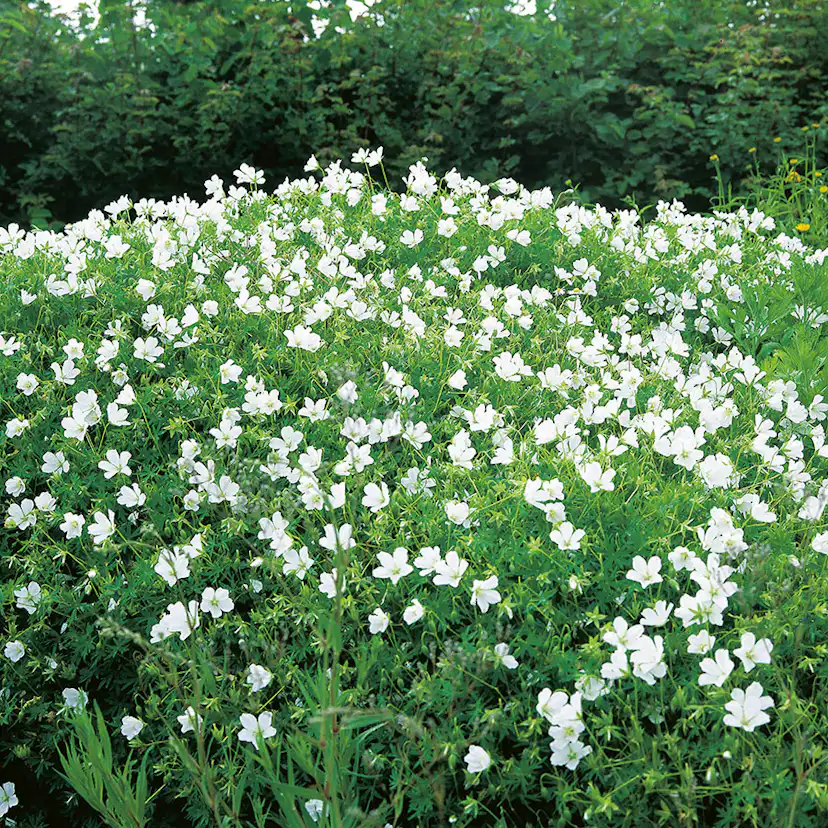 Planta Omnia Garden Blodnäva Album