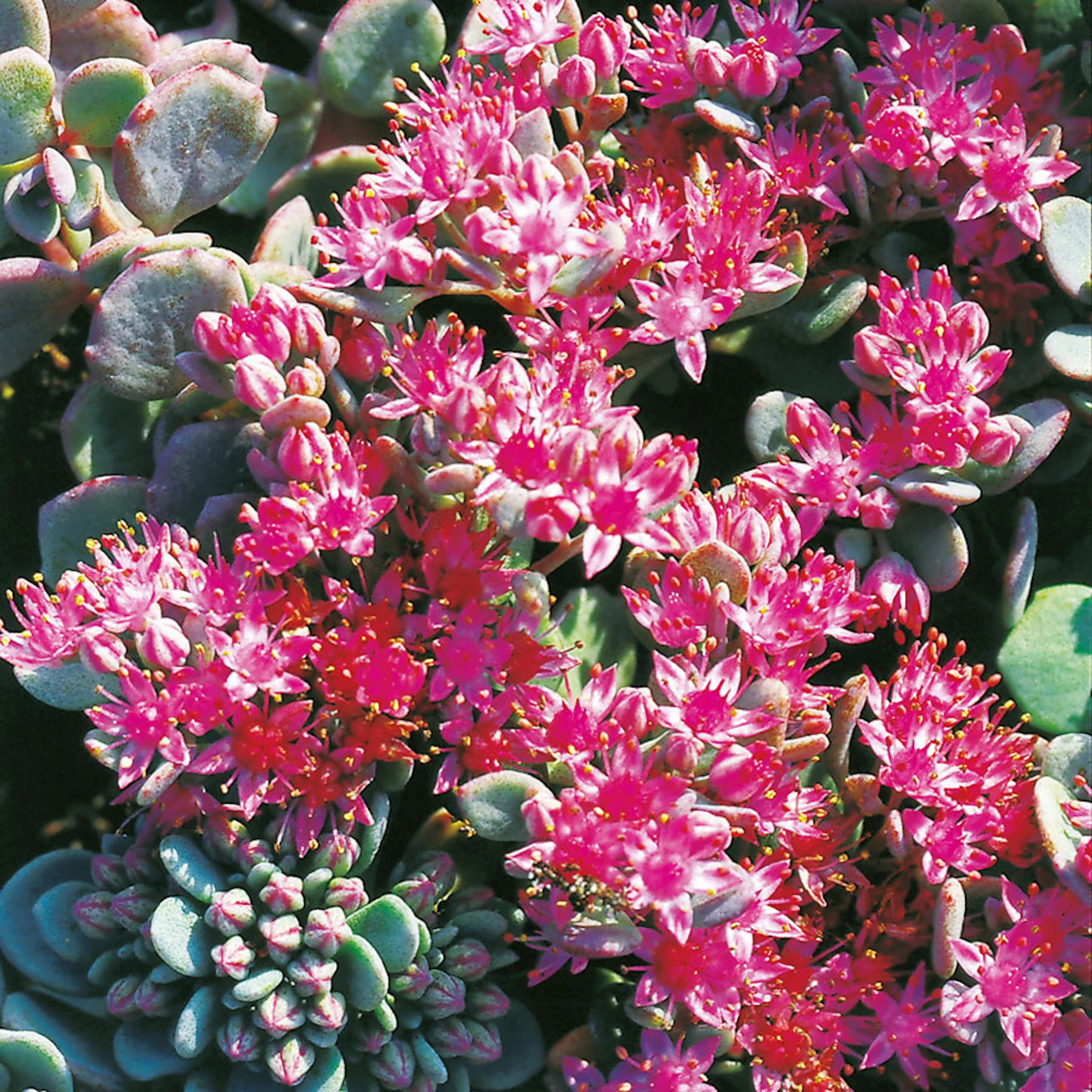 Planta Omnia Garden Liten Kärleksört