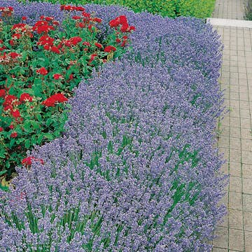 Planta Lavendel Hidcote Omnia Garden