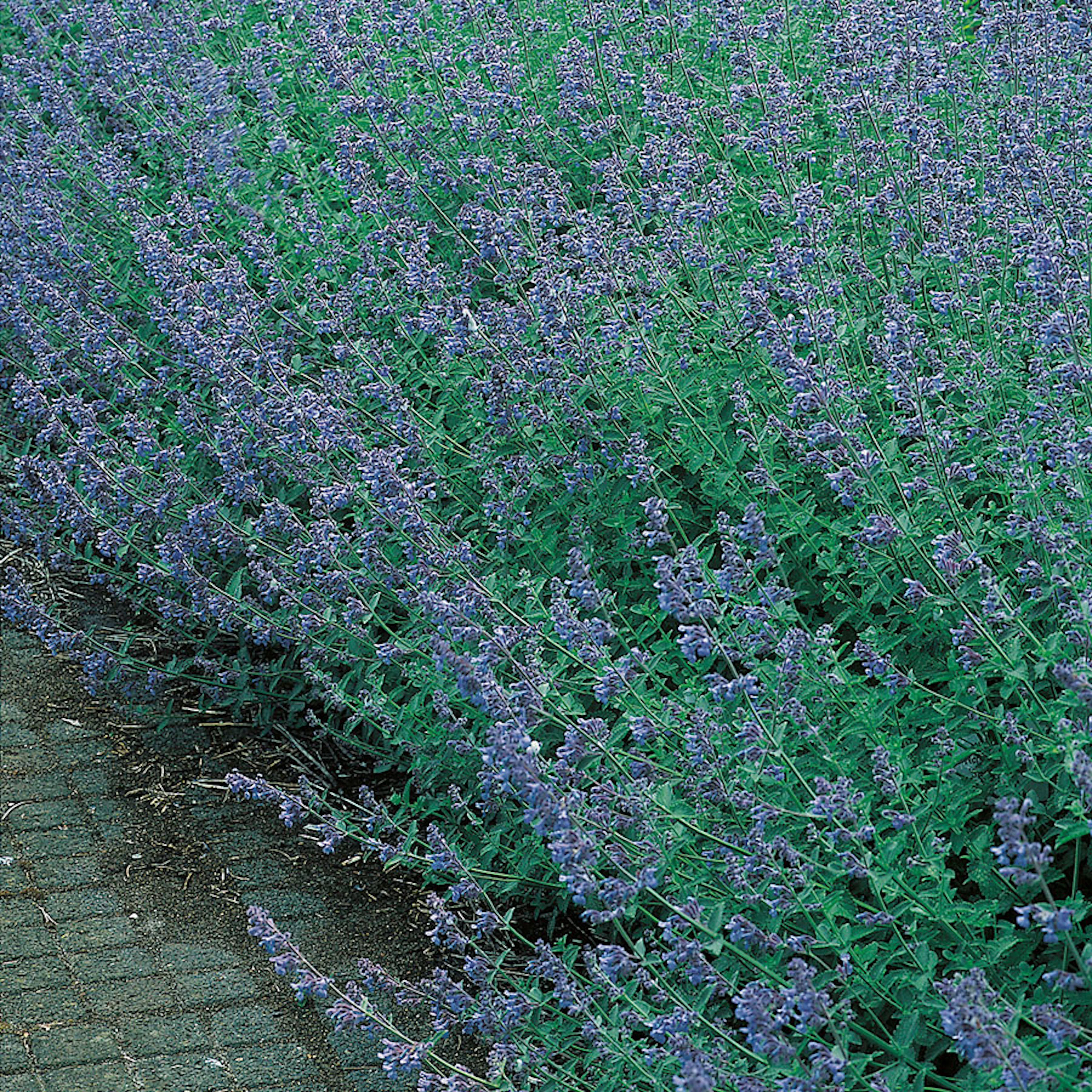 Planta Omnia Garden Kantnepeta Six Hills Giant