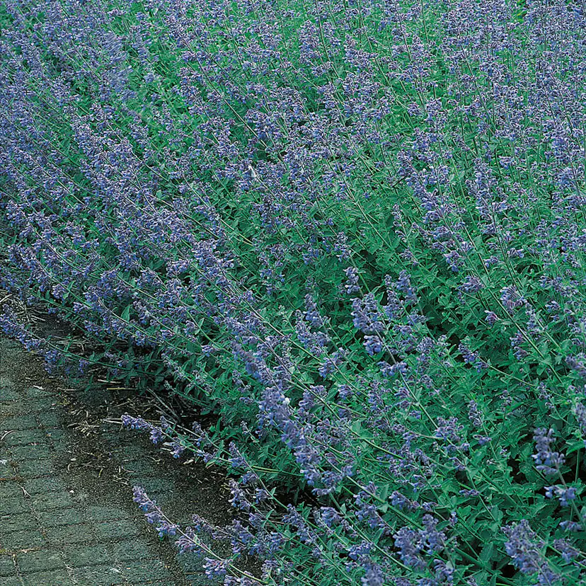 Planta Omnia Garden Kantnepeta Six Hills Giant