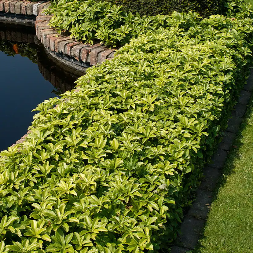 Planta Omnia Garden Skuggröna Green Carpet