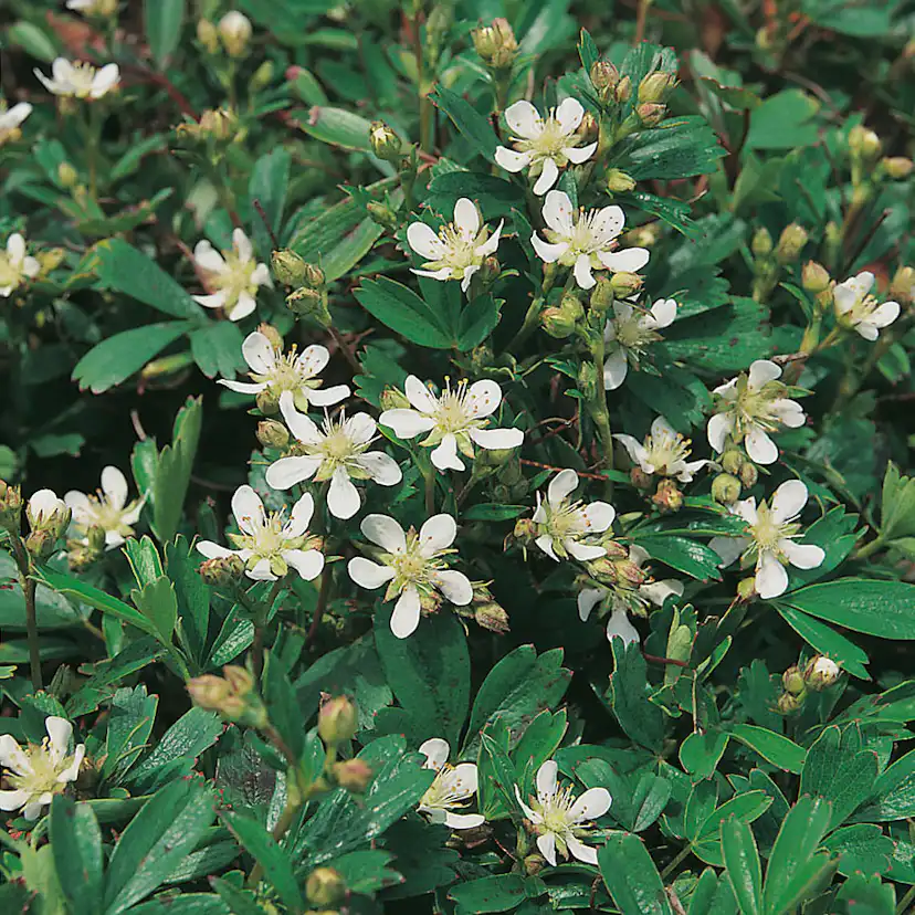 Planta Omnia Garden Tretandsfingerört Nuuk