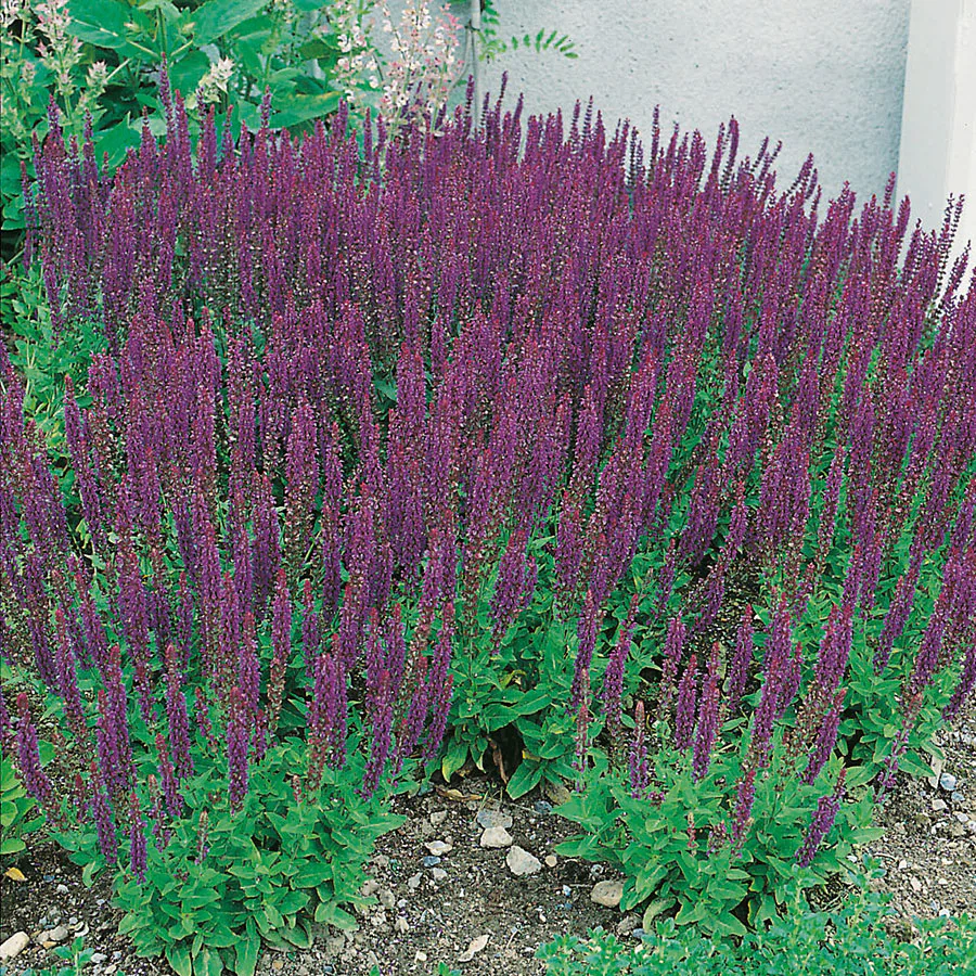 Planta Omnia Garden Stäppsalvia Ostfrisland