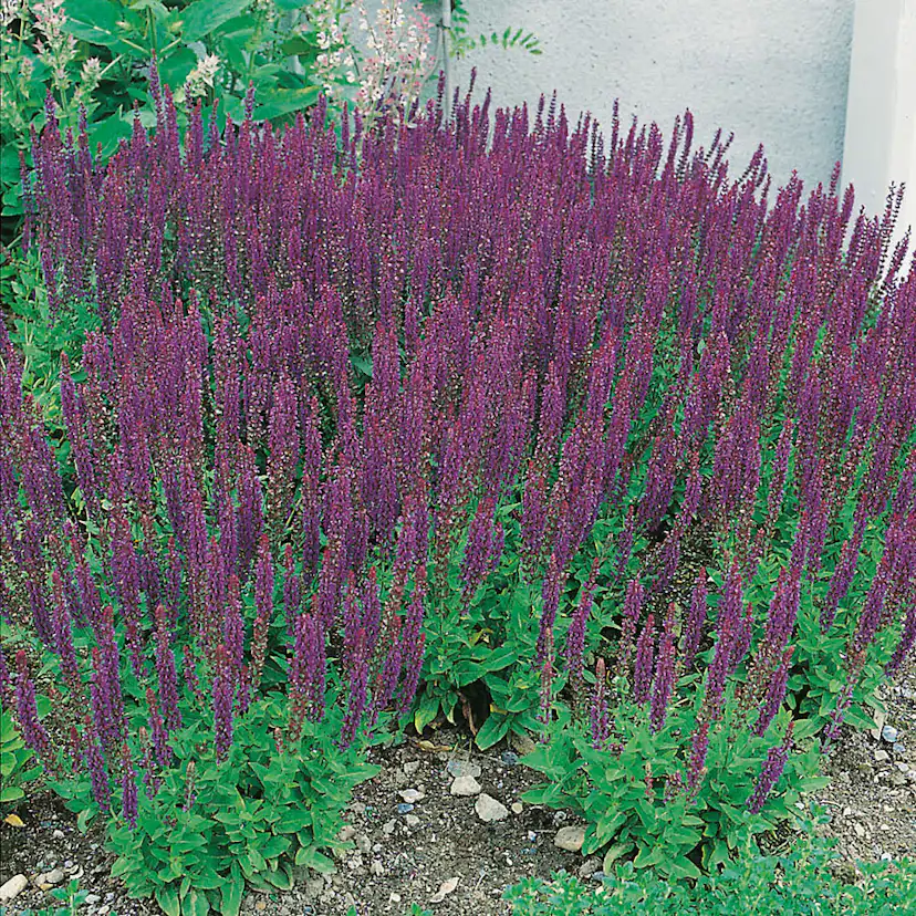 Planta Omnia Garden Stäppsalvia Ostfrisland