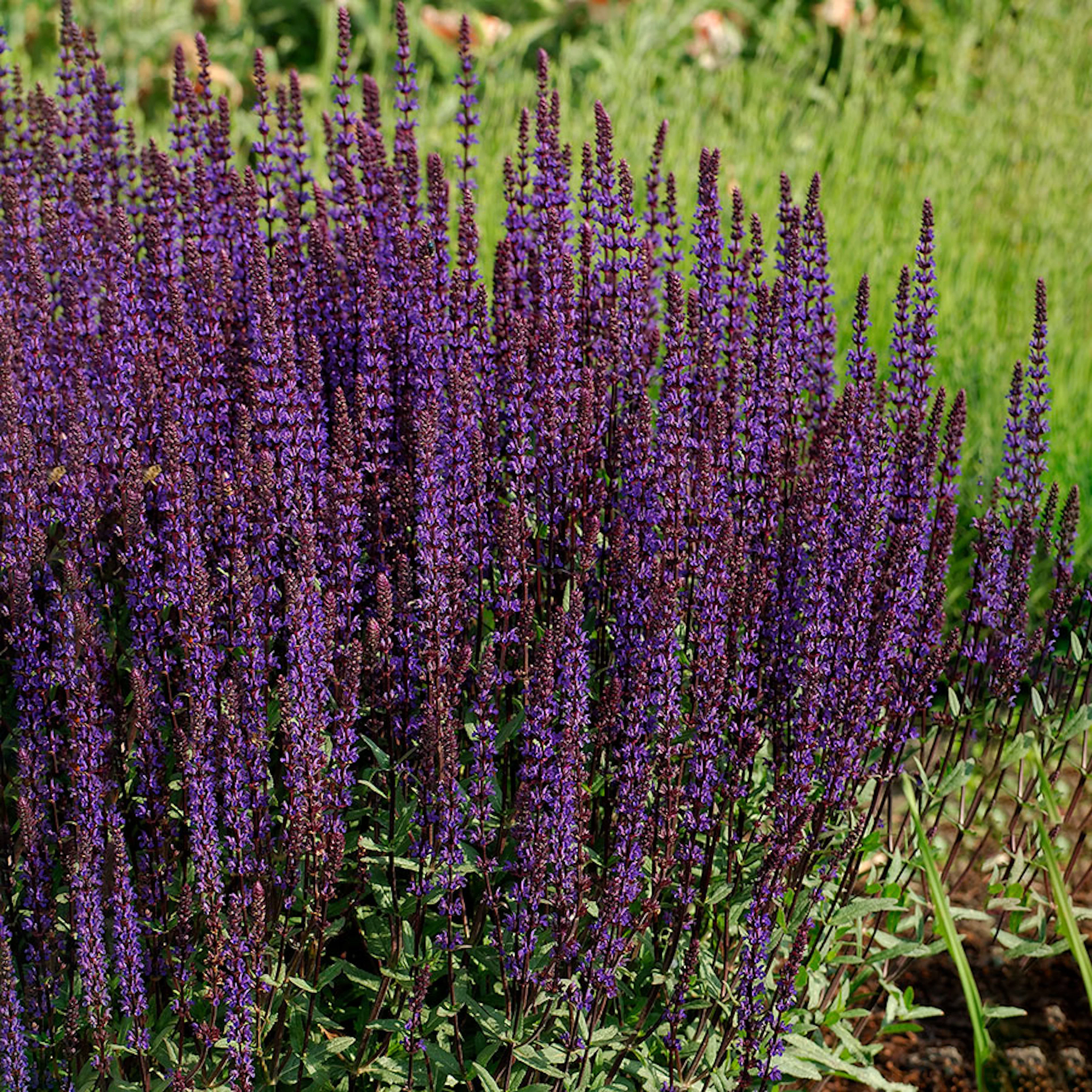 Planta Omnia Garden Stäppsalvia Caradonna